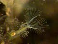 colonial freshwater hydroid (Cnidarian) #2