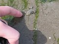 Wattwandern Crabs Wattwandern Crabs