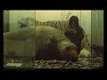 Animal Planet idents: safari