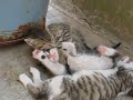 Cats are playing :)