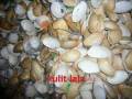 PID Bandar Penawar.wmv