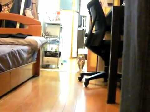 Gato Ninja Gato Ninja