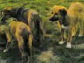 köpeklere sosisli ziyafeti köpeklere sosisli ziyafeti