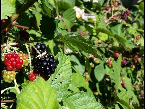 how to transplant wild blackberry bushes