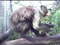 Monkeys Going Nuts!