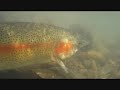 Click here to watch this video 5/20レインボー①.wmv