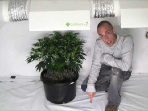 how to grow mj in soil