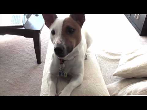 jack russell
