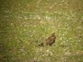 AGUILA CALZADA / BOOTED EAGLE