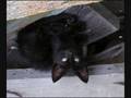 Hollypaw and Breezepaw