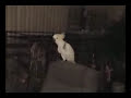 Snowball the parrot