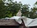 White Ravens Of Qualicum Beach British Columbia Canada