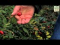 Schätze der Natur : Sammeln und erkennen I