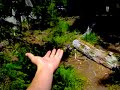 Gray jay (camp robber) eating from hand Gray jay (camp robber) eating from hand