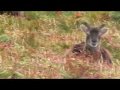 Soay sheep chewing, Lundy Island