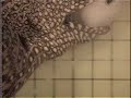 Moray Eel Eating 1