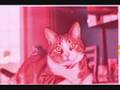 BACKSTREET 'S CAT