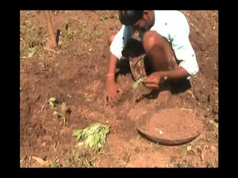 how to transplant turnips