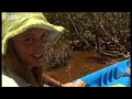 Baby crocodiles - Dive Caribbean - BBC wildlife Baby crocodiles - Dive Caribbean - BBC wildlife