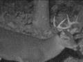 videos de Big Back Yard Buck
