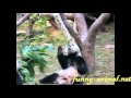 Panda rolling bamboo tube for snack