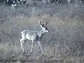186 6/8 Boone & Crocket 186 6/8 Boone & Crocket
