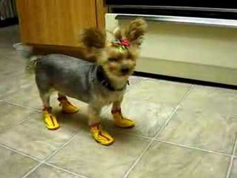 Watch 'Miss Gidget's New Booties'