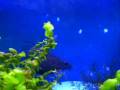 videos de tropical 2.mpg