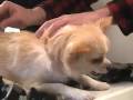 Animal hospital rises from ashes