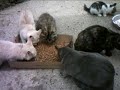 need-help-with-big-kittens-family.html