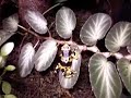Dendrobates leucomelas