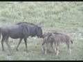 videos de Baby Wildebeasts and Zebras