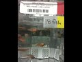 Absolute clear zebrafish