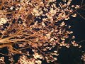 Cherry blossom in Akasaka Sacas Cherry blossom in Akasaka Sacas