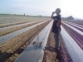 Metoda efectiva de gaurire a biloanelor Tehnologia de cultivare: Metoda efectiva de gaurire a biloanelor