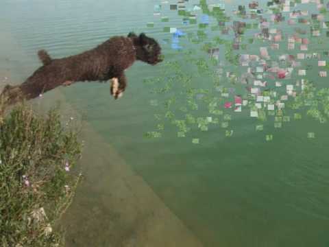 perro de agua español