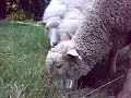 diehirtin.ch - Neues von Felice diehirtin.ch - Neues von Felice