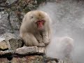 Snow monkeys in Jigokudani Onsen, Nagano