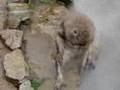 Snow monkeys in Jigokudani Onsen, Nagano