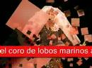 muñeca brava en madrid