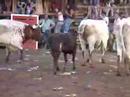 Encierro de uma Vaca em Barrancos