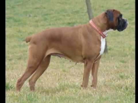 Deutsche Boxer