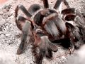 Pandora Eats - Lasiodora parahybana Pandora Eats - Lasiodora parahybana