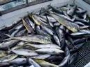 Fish Slaying