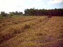 Working   with    JF Rake/Tedder