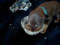 Axel's first meal