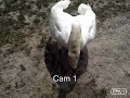 Swan Bite 2