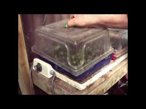 how to collect dahlia seeds