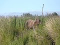 Alaska - Lower Alagnak Grizzly