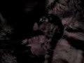 el parto de un gato 2546627